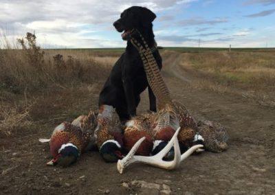 Bad River Bucks and Birds - Pheasant Hunt (2day, 3night, All-inclusive) - ABO Outfitters