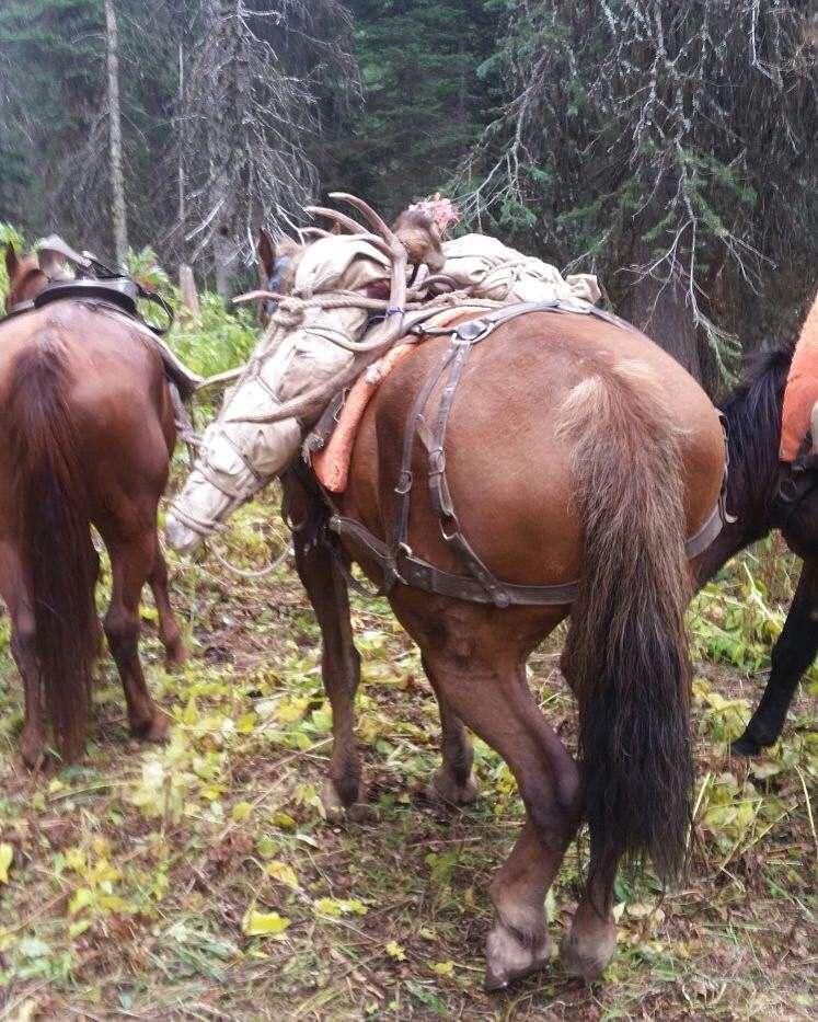 Legacy Outfitters - General Elk/Deer - Bartlett Camp - ABO Outfitters