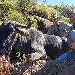 Tootabi Hunting Safaris - 10 Days  - 10 Trophy Animals - ABO Outfitters