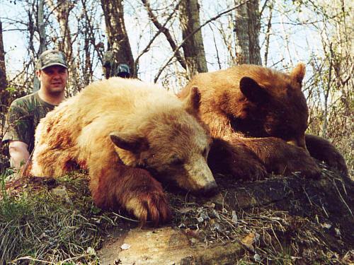 South Peace Outfitters - Spring Bear Hunt - ABO Outfitters