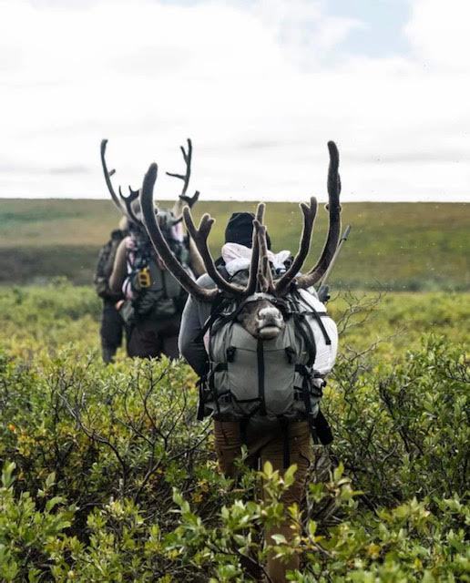 Deadhorse Outfitters - Caribou Drop Camp (8 day) - ABO Outfitters